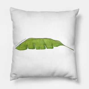 Musa Paradisiaca | Plant Pillow