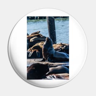 Black Sea Lion Pin