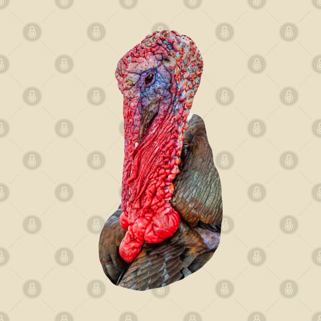 Turkey Gobbler by dalyndigaital2@gmail.com