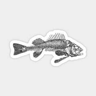 Fish skeleton. Magnet