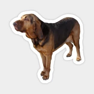 Bloodhound Magnet