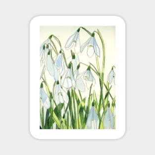 Snowdrops watercolour painting Magnet