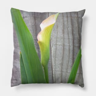 Beautiful Single Calla Lily Pillow