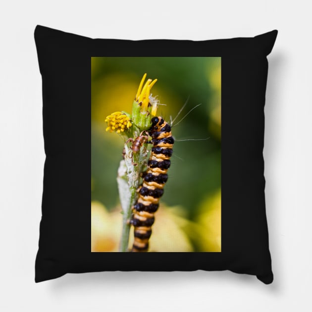 Orange and black striped caterpillar (Cinnabar moth) Pillow by InspiraImage