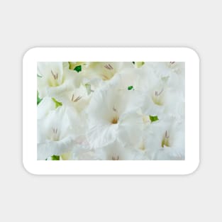 Gladiolus  'White Friendship' Magnet