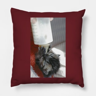 New photo de  " Zazou " Cat - Chat  4 (c)(t)  Olao-Olavia / Okaio Créations Pillow