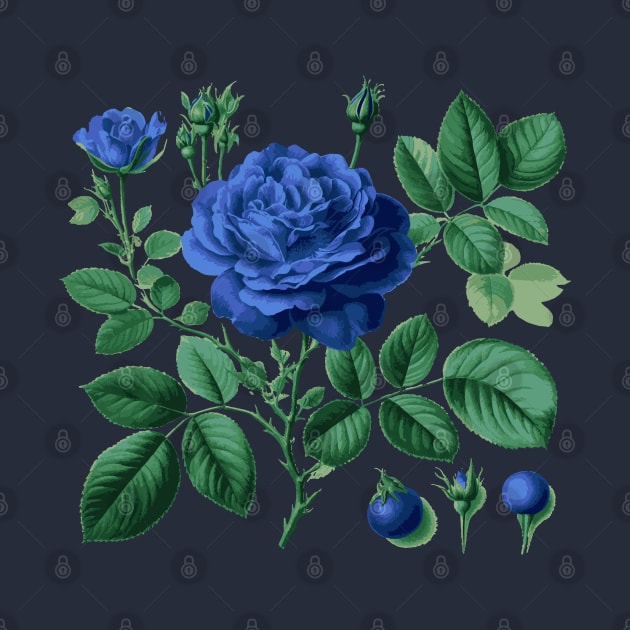 Blue rose by byb