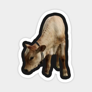 Funny beef calf cattle Magnet