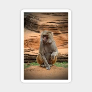 Hamadryas Baboon Magnet