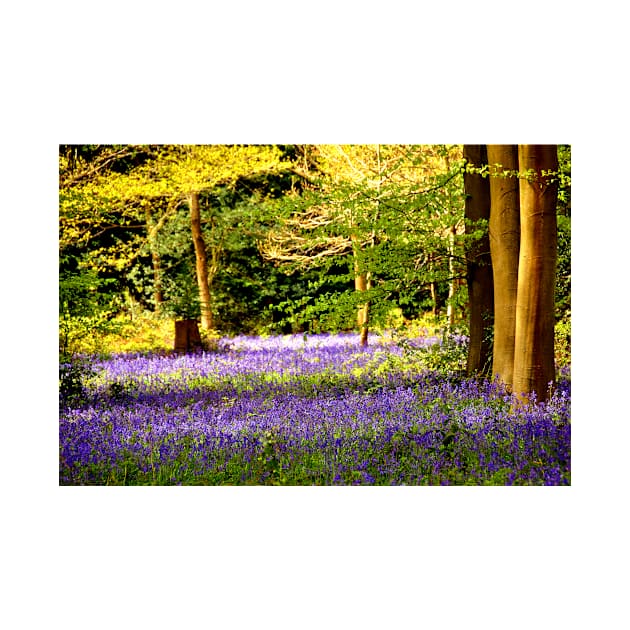 Bluebell Woods Basildon Park Reading by AndyEvansPhotos