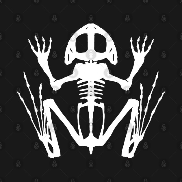 Frog Skeleton (White) by braincase