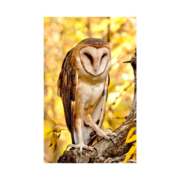 Barn Owl by Scubagirlamy