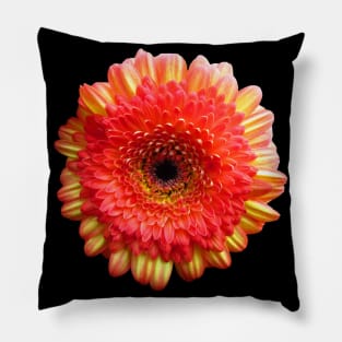 orange flower, marigold, aster, bloom, petal, garden Pillow