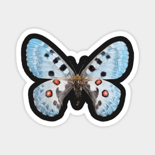 Special Blue Butterfly Magnet