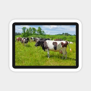 A herd of Holstein Friesian cows grazing on a pasture under blue cloudy sky Magnet