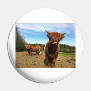 Scottish Highland Cattle Calf 2000 Pin