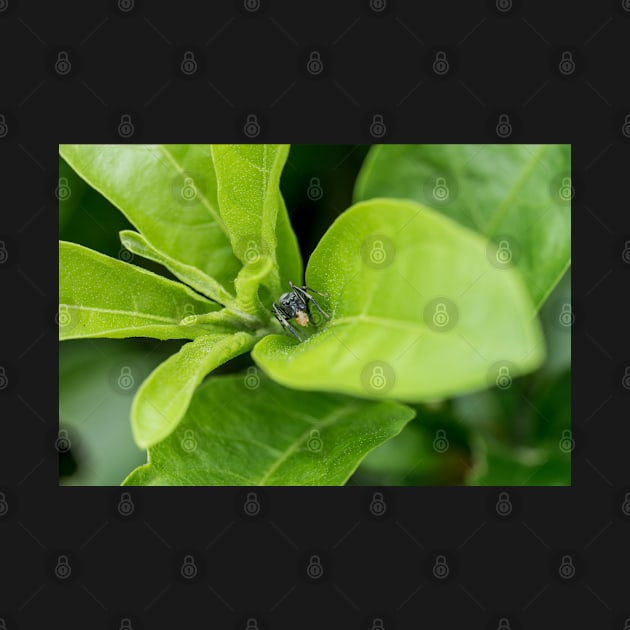 Unique and organic photo of a Myrmarachne Ant mimic spider with food by AvonPerception