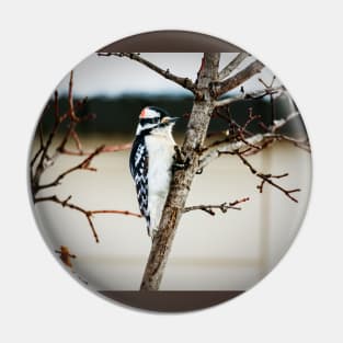 Downy Woodpecker With a Tight Grip Pin