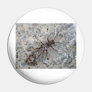 Stonefly - Zapada cinctipes or similar species Pin