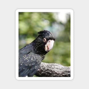 Red-tailed Black Cockatoo Magnet