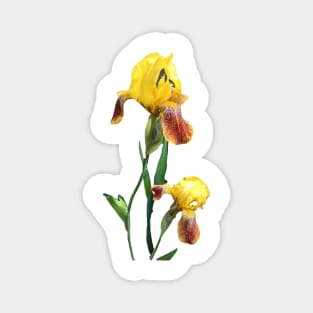 Bearded iris Magnet