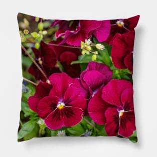 Purple pansies inspiring, beautiful flower Pillow