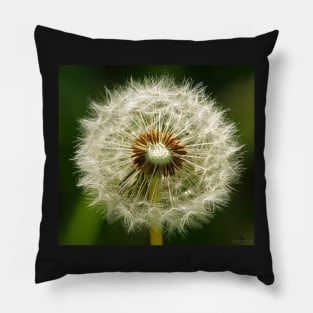 Dandelion Pillow