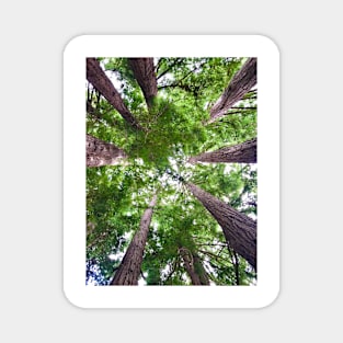 Looking up into Redwood trees Magnet