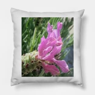 Lavender Pillow