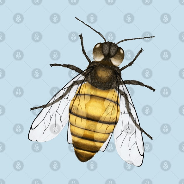 Bee pencil drawing color version by Bwiselizzy