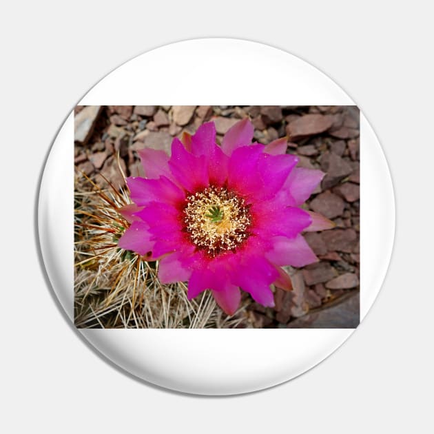 Desert Magenta Pin by bobmeyers