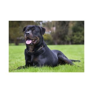 Adult Rottweiler Dog  Laying in the Grass T-Shirt