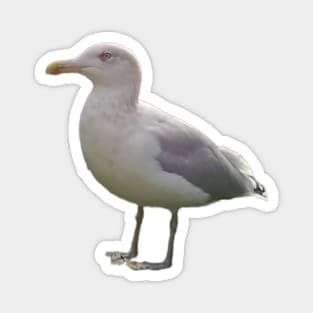 Seagull Magnet