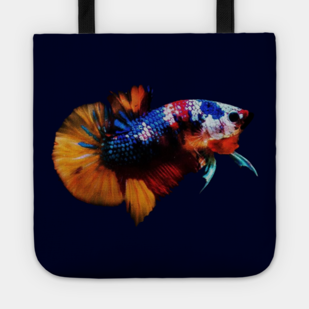 betta fish most expensive