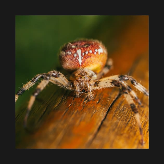 Brown Orb Weaver by Rosettemusicandguitar