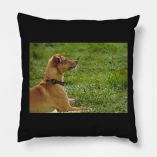 Dog show Pillow