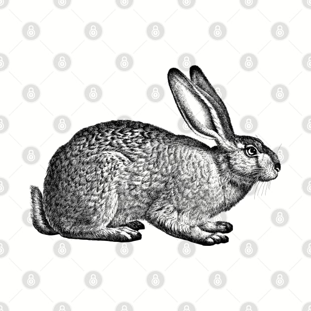Rabbit - Hare - Bunny - nature - drawing, animal by AltrusianGrace