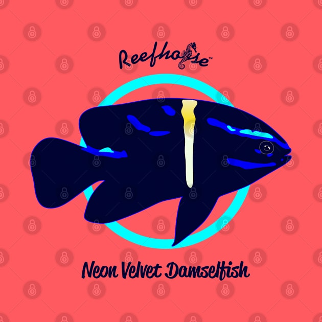 Neon Velvet Damselfish by Reefhorse