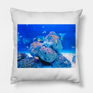 clownfish, anemonefish, aquarium, fish, ocean, sea, aquatic, anemone, clown fish, colorful, clown, coral, water, marine, tropical fish Pillow