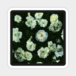 Cool White Roses Magnet