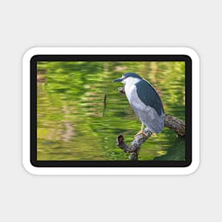 Night Heron with green backgrop Magnet