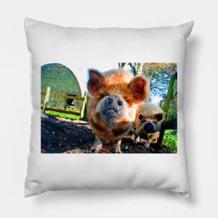 New Zealand Kunekune Pig Pillow