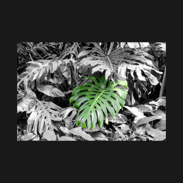 Monstera (Fosters botanical garden, Honolulu, HI) by DebraCasey