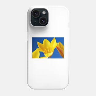 Golden lady tulip or Tulipa clusiana var. chrysantha Phone Case