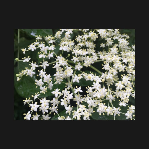 Elderberry Blossoms by ephotocard