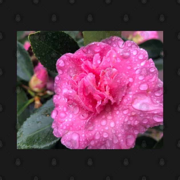 Pink Rhodo in the Rain by Photomersion