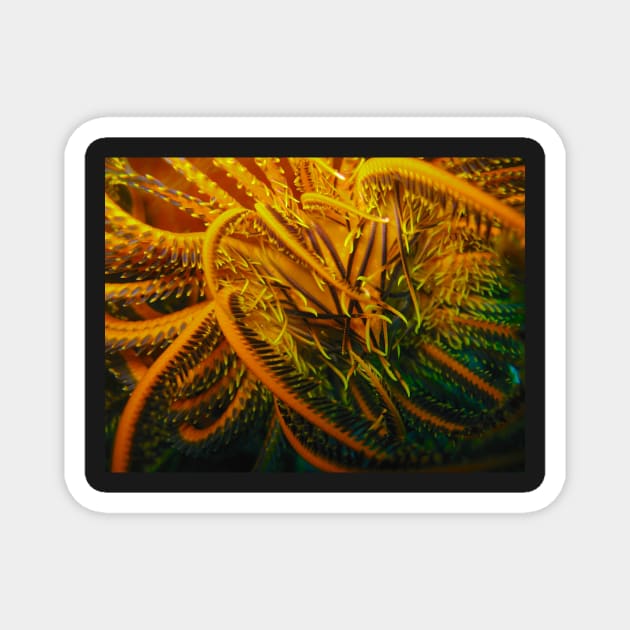 Feather Star Magnet by jhuxster
