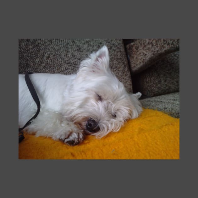 west highland white terrier sleeping by Wanderingangel