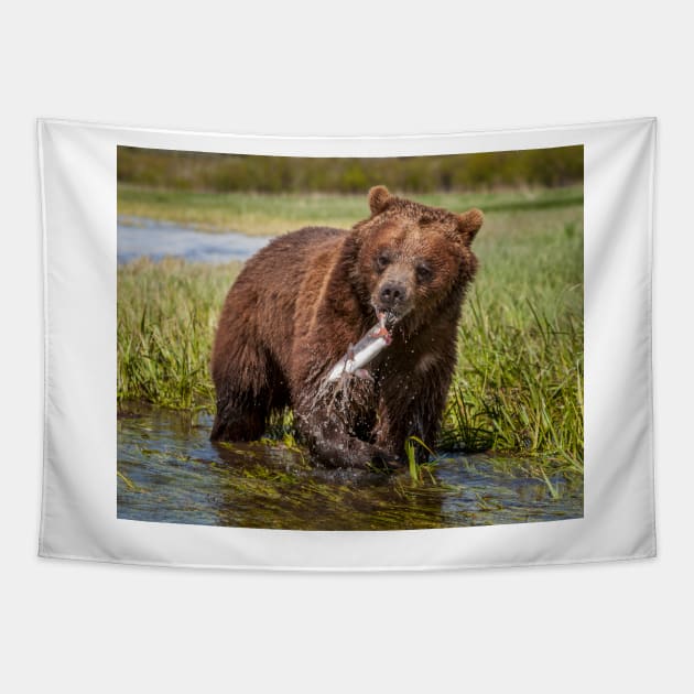 Grizzly with Fish Tapestry by jforno