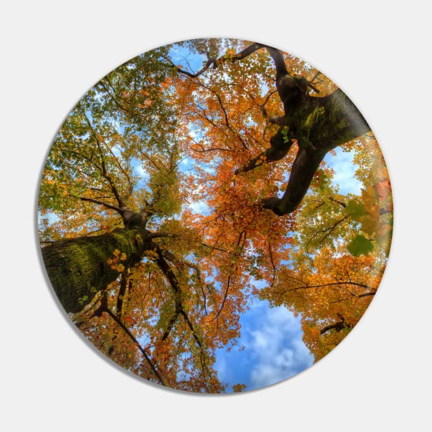 SCENERY 77 - Autumn Tree Woody Forest Leaves Pin by artvoria